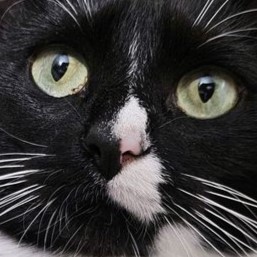 Photo of Burgernugget Nuggetburger, a small black-and-white tuxedo cat with a half-pink, half-black nose with a white stripe on it. She has big green eyes and looks like trouble because she is